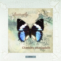 Charaxes smaragdalis картина бабочки 28х28 см