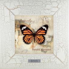 Danaus plexippus картина бабочки 18х18 см