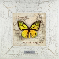 Ornithoptera goliath картина бабочки 18х18 см