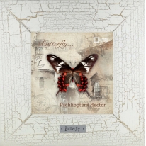 Pachlioptera Hector картина бабочки 18х18 см