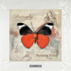 Panacea Prola картина бабочки на керамике в деревянной рамке