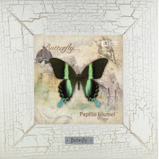 Papilio blumei картина бабочки 18х18 см